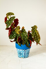 Begonia maculata. Plant in blue pot. White background.