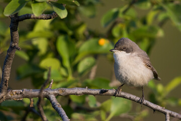 Hume's Whitethroat, Sylvia althaea