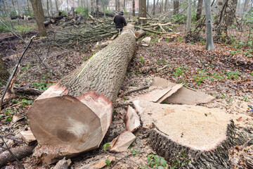 bois foret couper scierie bucheron chêne planche job nature environnement 