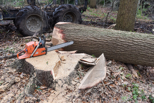 bois foret couper scierie bucheron chêne planche job nature environnement 