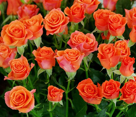 orange roses symbol of true love