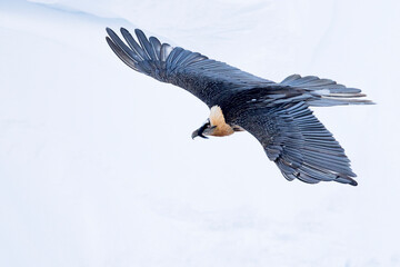 Lammergeier, Gypaetus barbatus barbatus