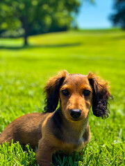 dog on grass