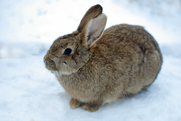 Cute rabbit on snow 