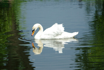 Fototapeta premium white swan in water