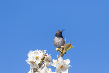 Hummingbird Perched on Fruit Tree Blossoms in Spring