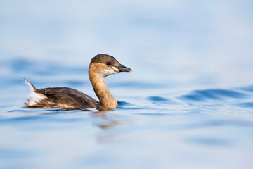 Little Grebe, Tachybaptus ruficollis ruficollis