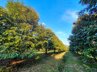 autumn in the park