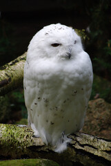Obraz premium Snowy owl (Bubo scandiacus)