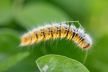 oak eggar catterpillar eating plant. close up yellow catterpillar. details in nature. nature background