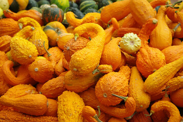 a variety of decorative pumpkins