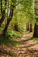 un chemin dans une forêt printanière. un sentier dans une forêt