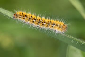 oak eggar catterpillar eating plant. close up yellow catterpillar. details in nature. nature background