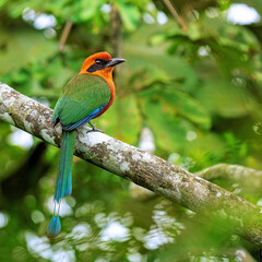 Rufous motmot (Baryphthengus martii), Mindo, Ecuador.