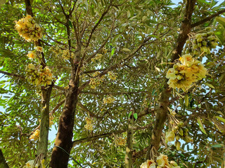 Durian yellow tree in spring