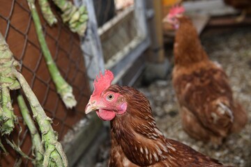 Portrait of a domestic hen's head at home in the village