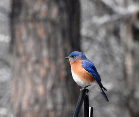 Beautiful perched North Carolina Bluebird