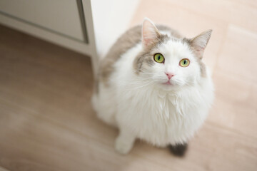 家のフローリングの上に座っている白猫が見上げている