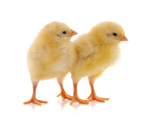 Yellow little chickens.