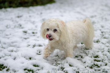Cute little white Havanese mix playing in snow
