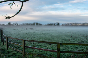 Horses Grazing in Foggy and Frosted Meadow