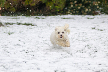 Obraz na płótnie Canvas Little Havanese mix dog running through snow