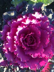 pink and white roses