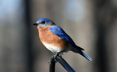 Beautiful perched North Carolina Bluebird