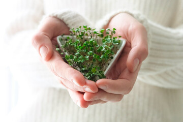 Sprouted radish seeds microgreens. Earth Day. Seed Germination at home. Space for text. Concept Vegan and healthy eating. Growing sprouts