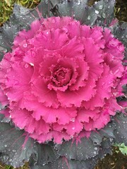 pink roses in garden