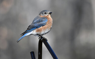 Beautiful perched North Carolina Bluebird