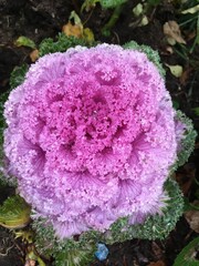 pink flower