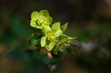 Helleborus odorus, forest flower, poisonous, blooms among the first flowers of spring,