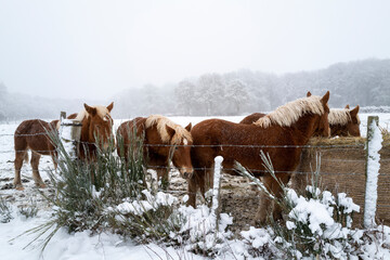 troupeau de juments dans un pré en hiver