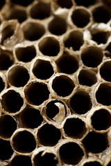 Wasp nest view