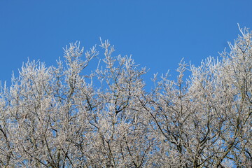 snow covered branches