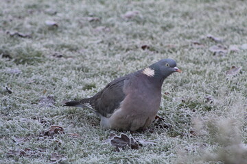 pigeon on the ground