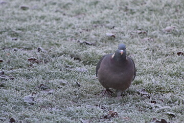pigeon
