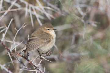 Mountain Chiffchaff, Phylloscopus sindianus ssp. sindianus