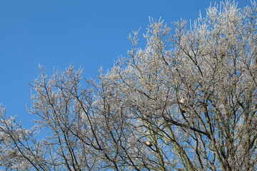 branches against blue sky