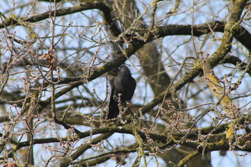 bird on a tree