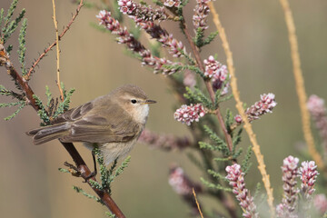 Naklejka premium Mountain Chiffchaff, Phylloscopus sindianus ssp. sindianus