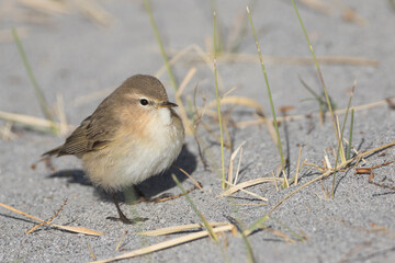 Mountain Chiffchaff, Phylloscopus sindianus ssp. sindianus