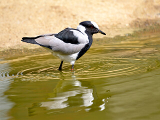 Blacksmith lapwing (Vanellus armatus) in water