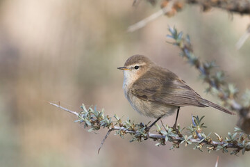 Mountain Chiffchaff, Phylloscopus sindianus sindianus
