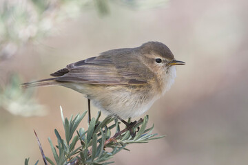 Mountain Chiffchaff, Phylloscopus sindianus sindianus