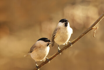 A couple of little lumps, couple chirping Marsh tits, sit on a thin branch ..
