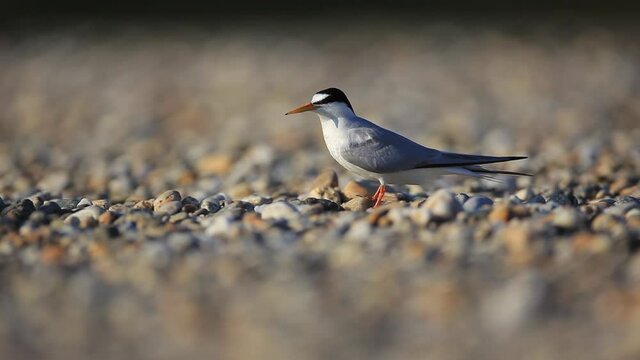 The little tern nesting on the gravel bar on the Drava River