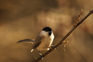 Marsh tit sitting sideways on a branch, against a blurry brown background ....
