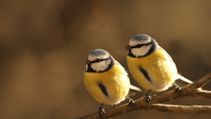 Pair of Small blue tits sitting on a branch... Cold .. © chermit